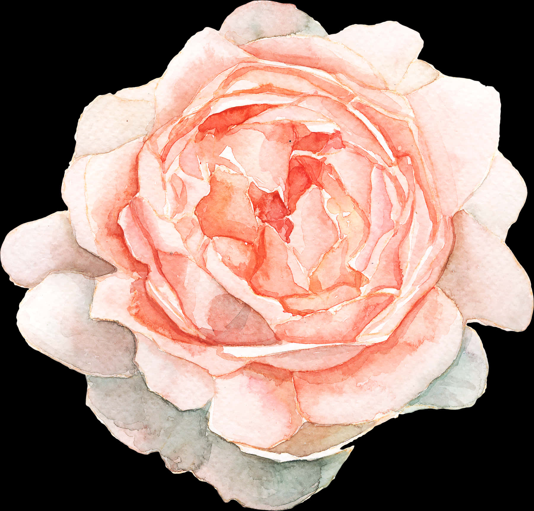 Open Painting Hare Young Watercolour Watercolor Flowers, HD Png Download PNG with transparent background