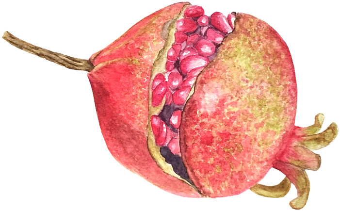 Pomegranate, Fruit, Watercolor, Food - Pitaya, HD Png Download PNG image with a transparent background, free high-resolution download