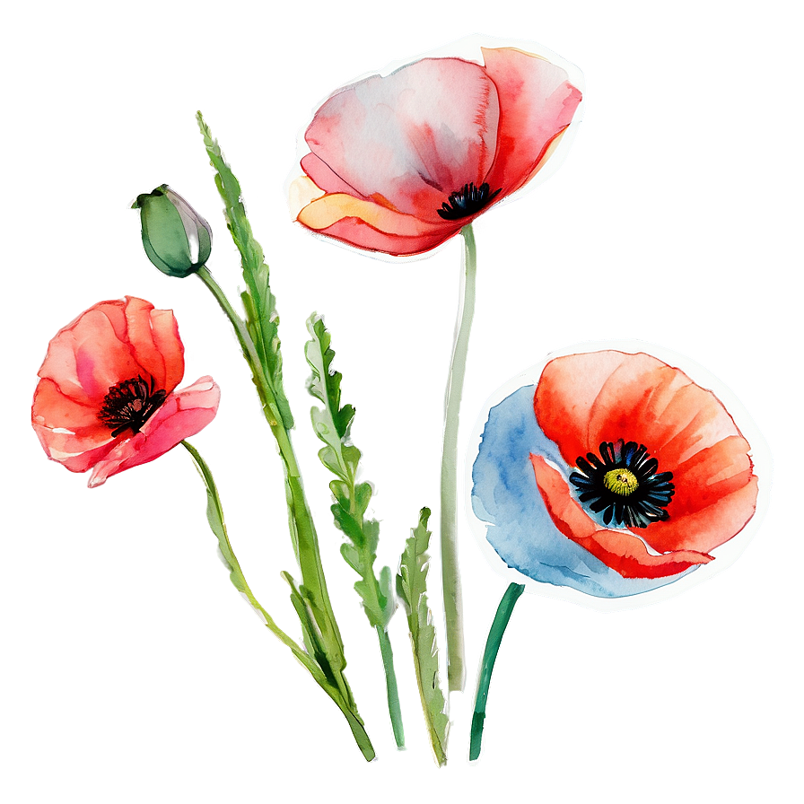 Watercolor Poppy Flowers Png 05252024