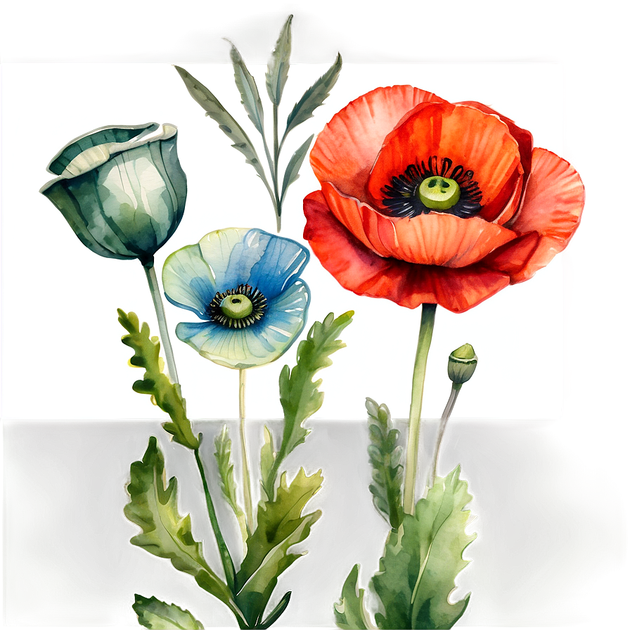 Watercolor Poppy Flowers Png Qnm