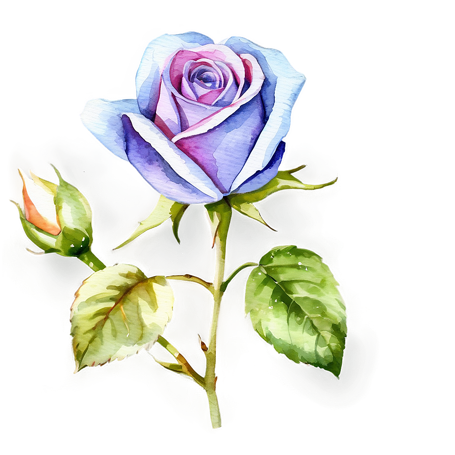 Watercolor Rose Clipart Png 30