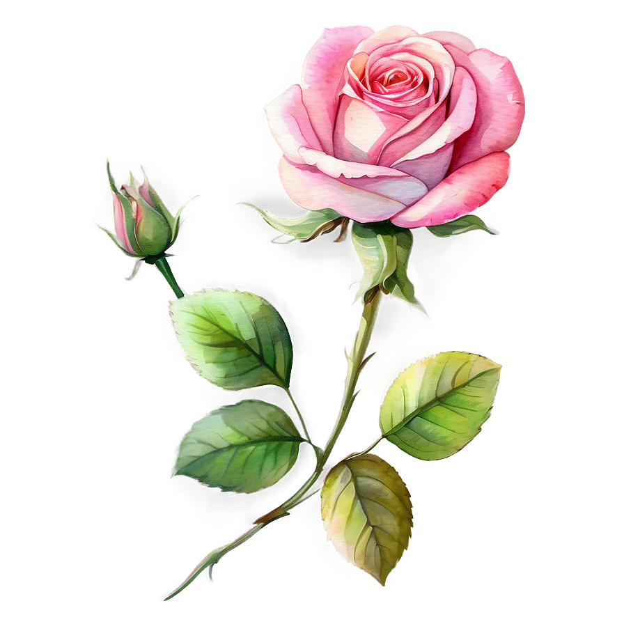 Watercolor Rose Clipart Png 8