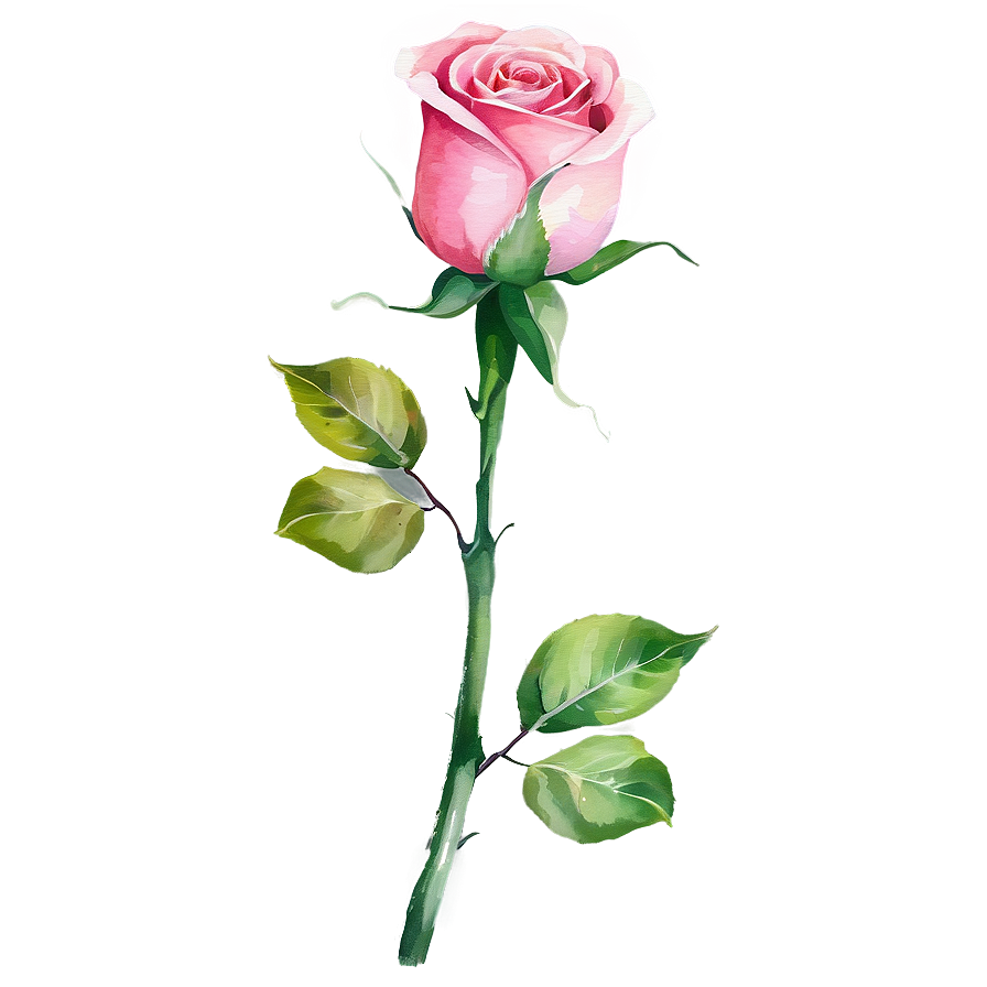 Watercolor Rose Vector Png 06262024