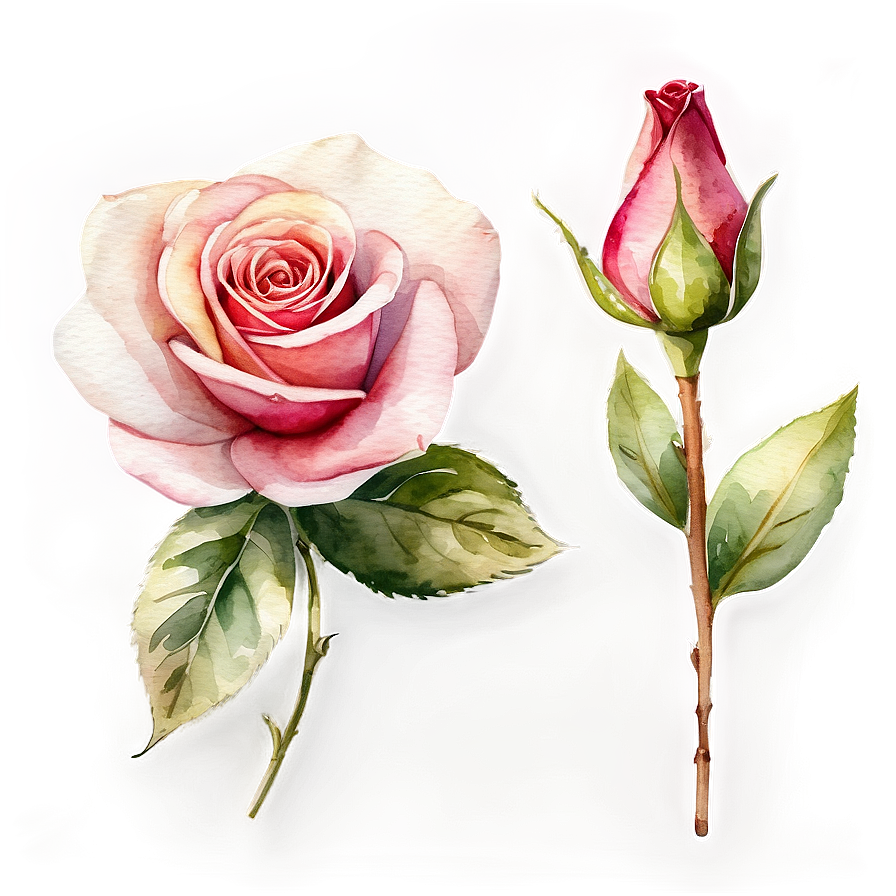 Watercolor Roses Collection Png 05252024