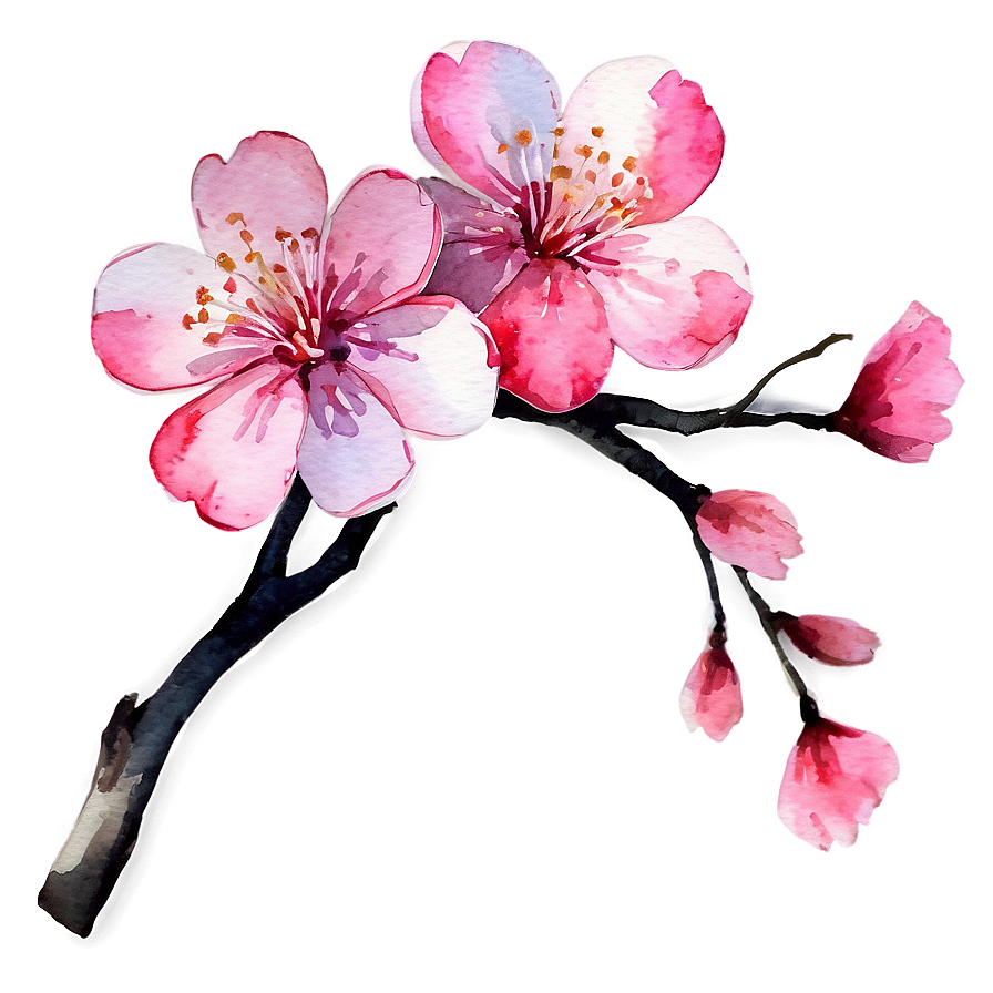 Watercolor Sakura Flower PNG 06202024 PNG image with a transparent background, free high-resolution download