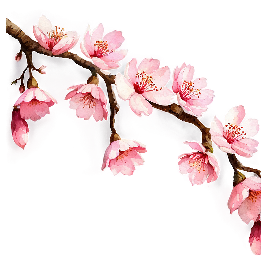 Watercolor Sakura Flower Png Mox