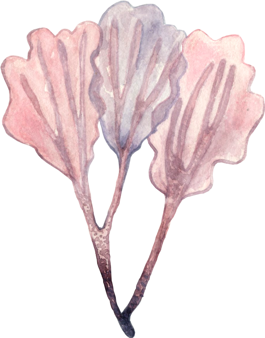 Seaweed Png Illustration, Transparent Png PNG with transparent background