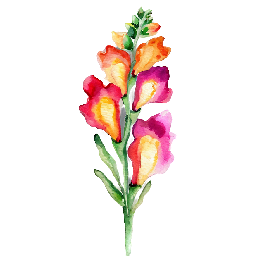 Watercolor Snapdragon Flowers Png 05252024