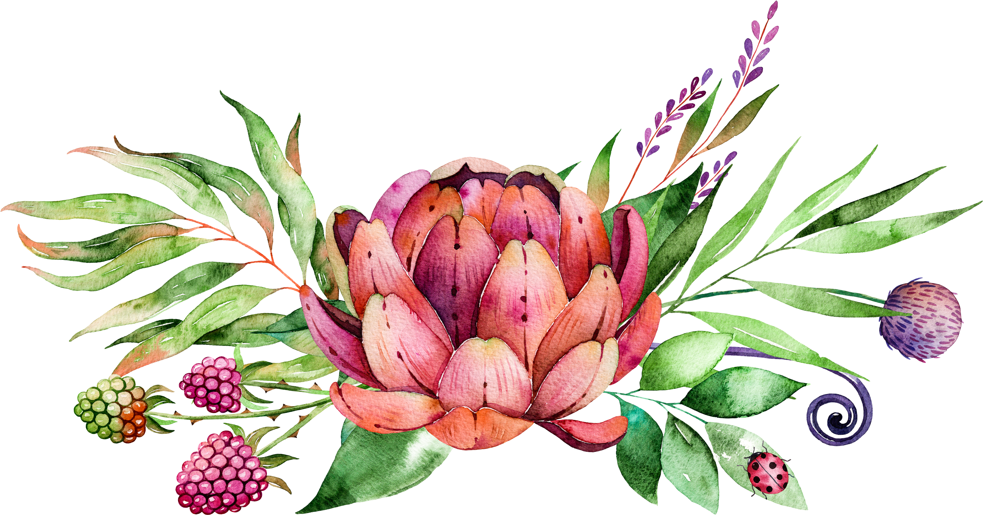 Jpg Library Painting Flower Succulent Plants Transprent - Protea Flower Clip Art, HD Png Download PNG with transparent background