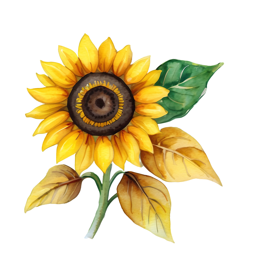 Watercolor Sunflower Illustration PNG 6 PNG image with a transparent background, free high-resolution download