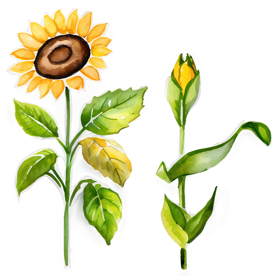 Watercolor Sunflower Transparent Png Mkj