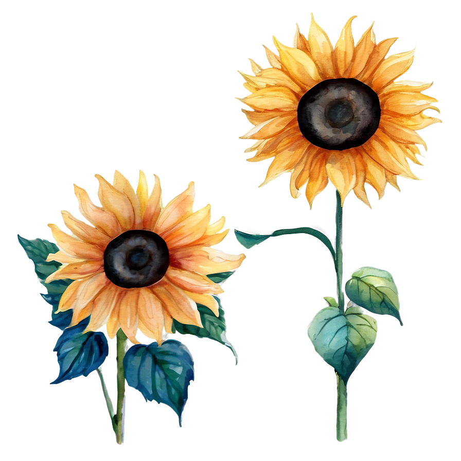 Watercolor Sunflowers Bundle Png Cng