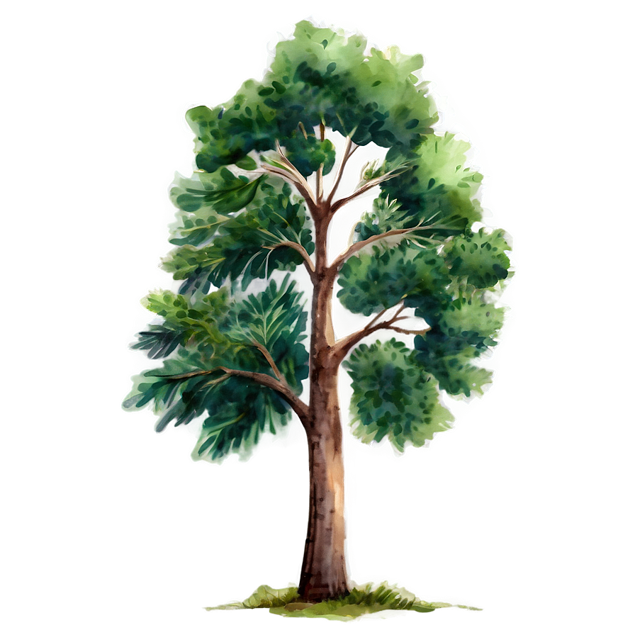 Watercolor Tree Elevation Png Bex