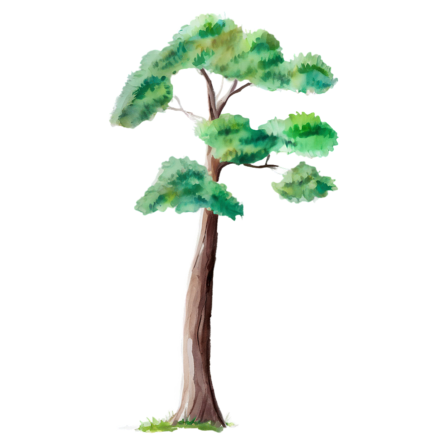 Watercolor Tree Elevation Png Cdt