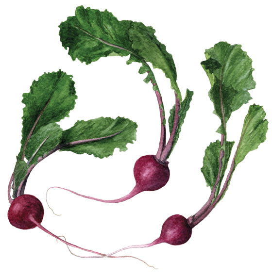 Watercolor Turnips Illustration