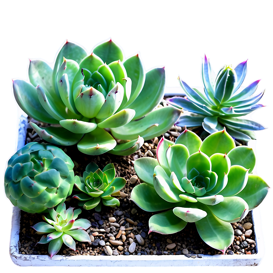 Waterwise Succulent Landscape Png 06212024