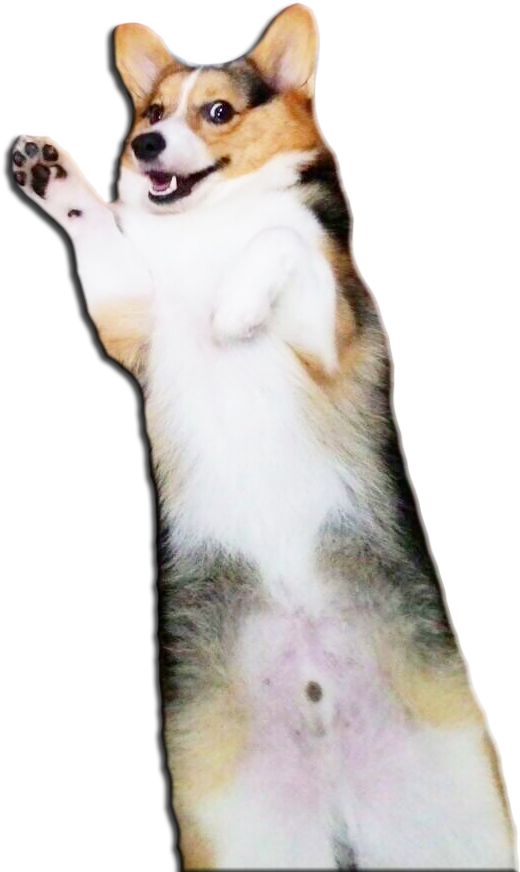 Waving Corgi Cutout.png