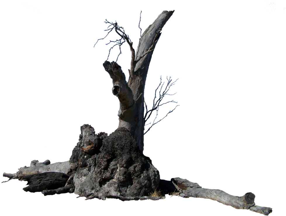 Weathered_ Tree_ Trunk_ Isolated.png