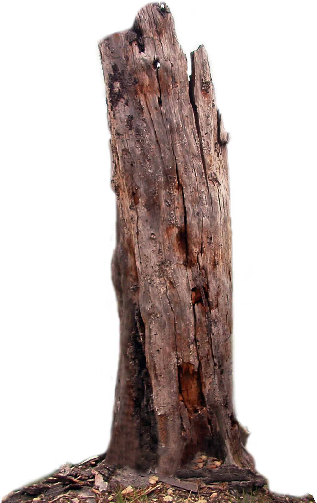 Tree Trunk Dead Tree Png Lubman - Transparent Background Tree Trunk Png, Png Download PNG with transparent background