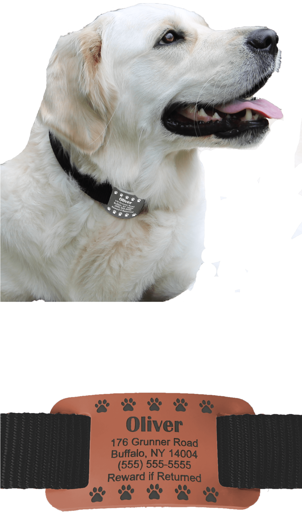 Website Left Side - Labrador Retriever, HD Png Download PNG with transparent background