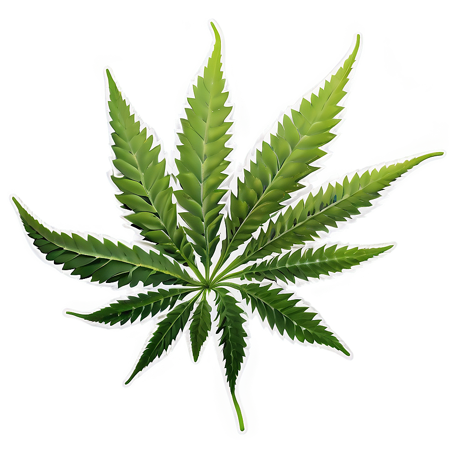 Weed Leaf Png 17