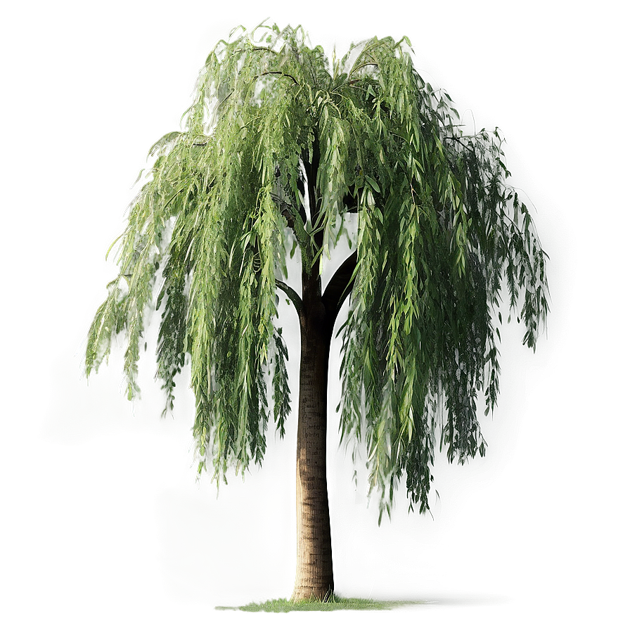 Weeping Willow Tree Branch Png Icj96