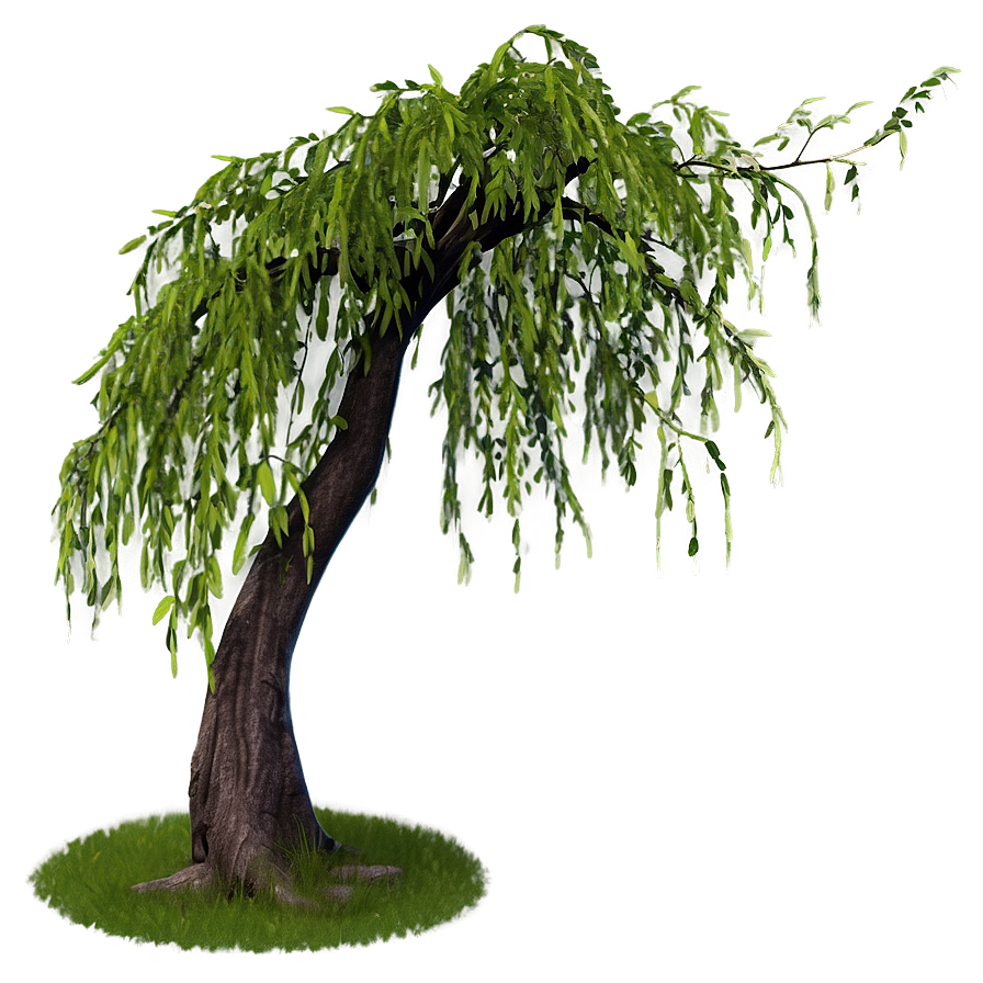 Weeping Willow Tree Branch Png Rap14