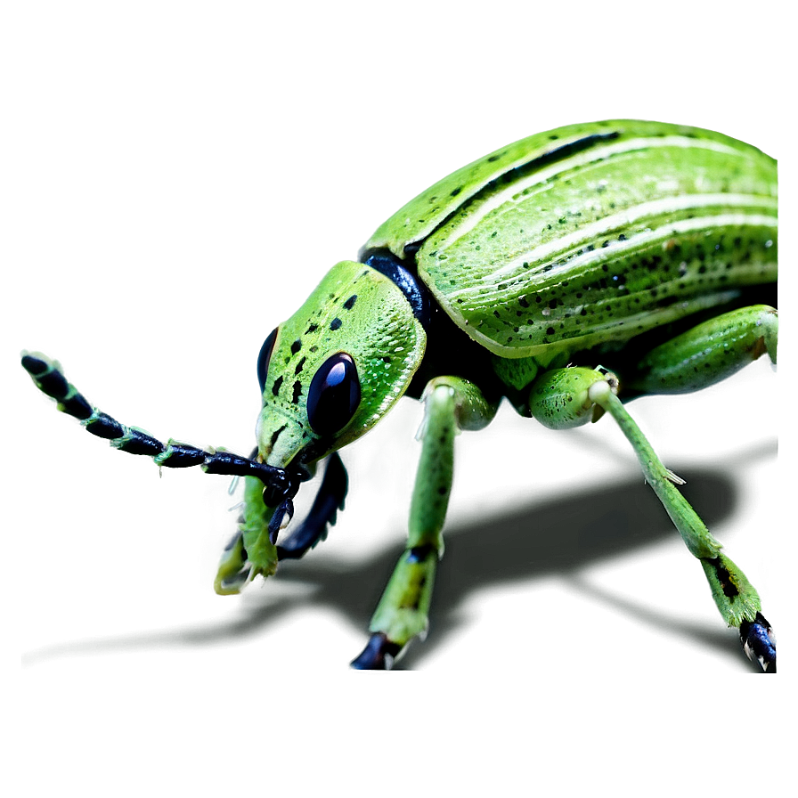 Weevil Wildlife Photography Png Wfv