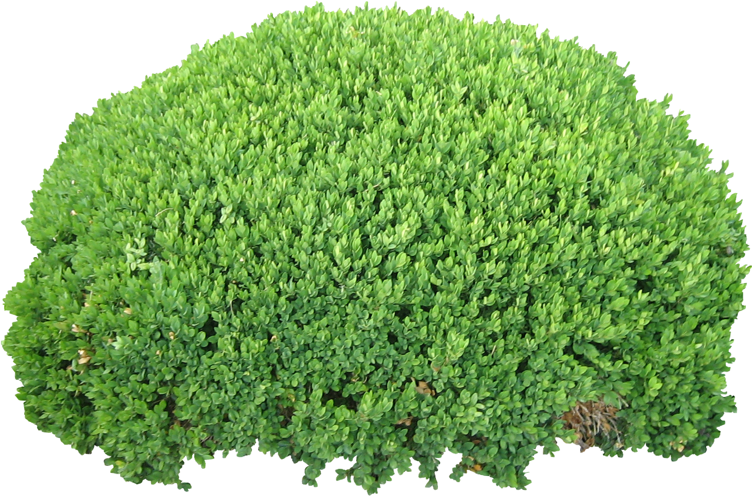 Bushes Png Image Free Download, Bush Png - Bush Transparent, Png Download PNG with transparent background