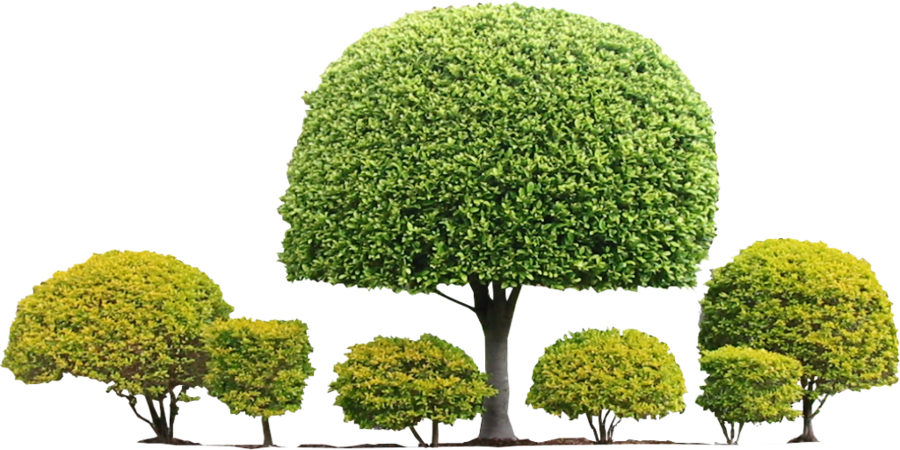 Transparent Shrub Png - Topiary Shrub Png, Png Download PNG with transparent background