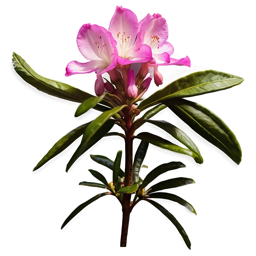 West Virginia State Flower Rhododendron Png Btv