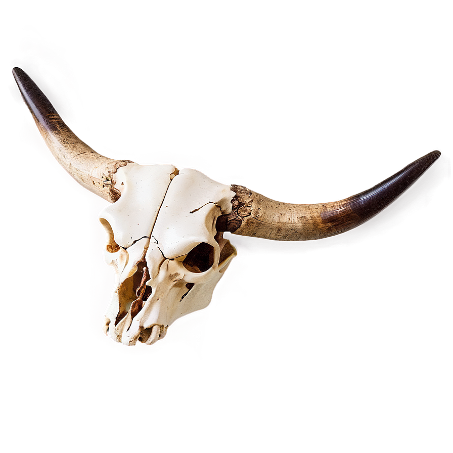 Western Cow Skull Graphic Png Ihk