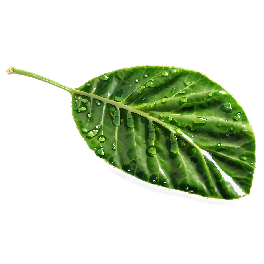 Wet Green Leaf Png 57