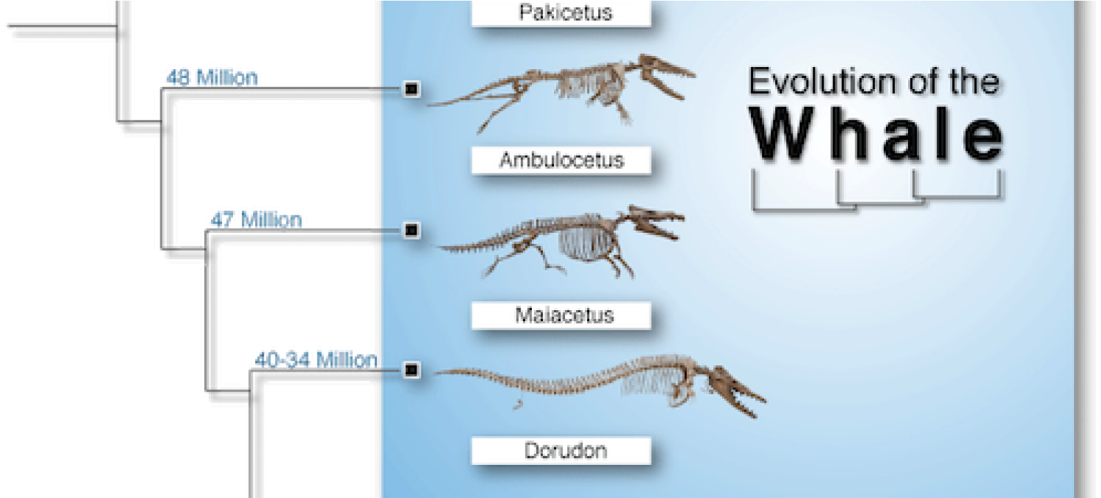 Whale Evolution Chart