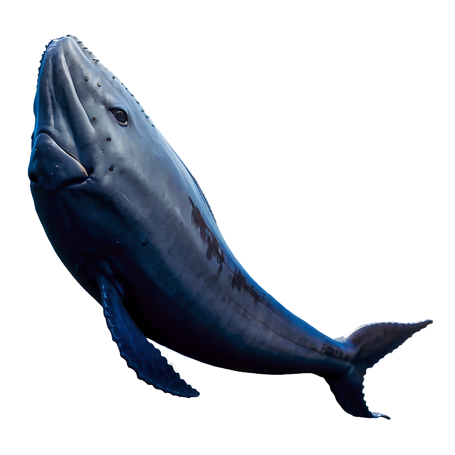 Whale Fish Png Hpo