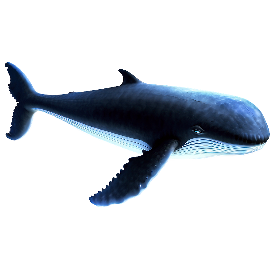 Whale Outline Png 99