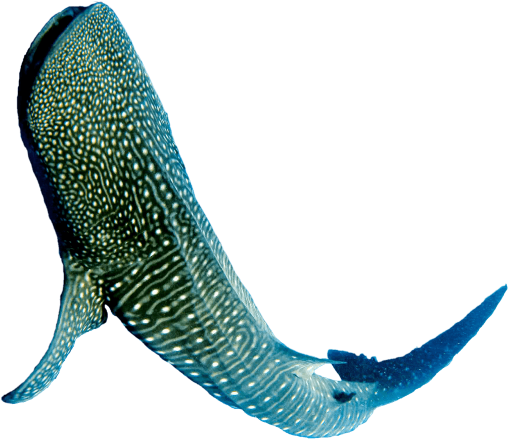 Whale Shark Underwater Beauty