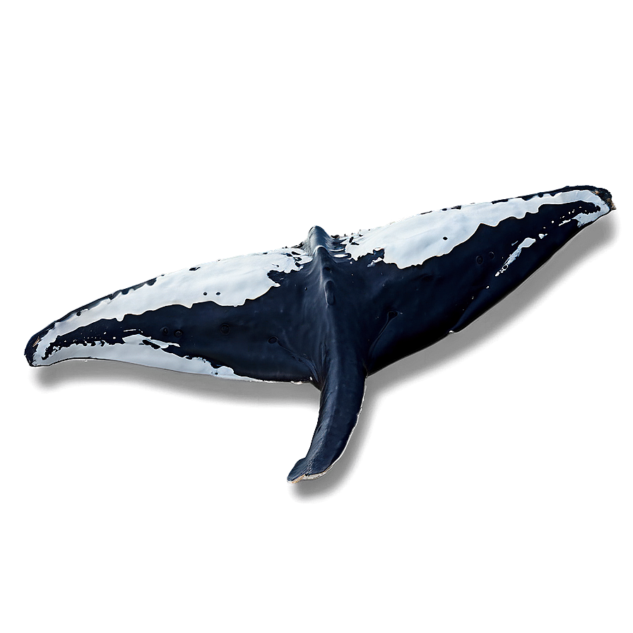 Whale Tail Png 27