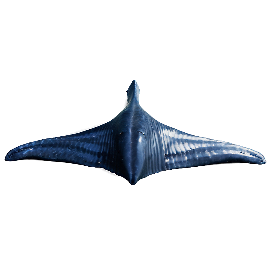 Whale Tail Png 7