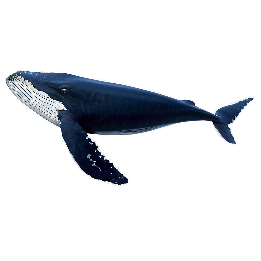 Whale Tail Png Mnu14