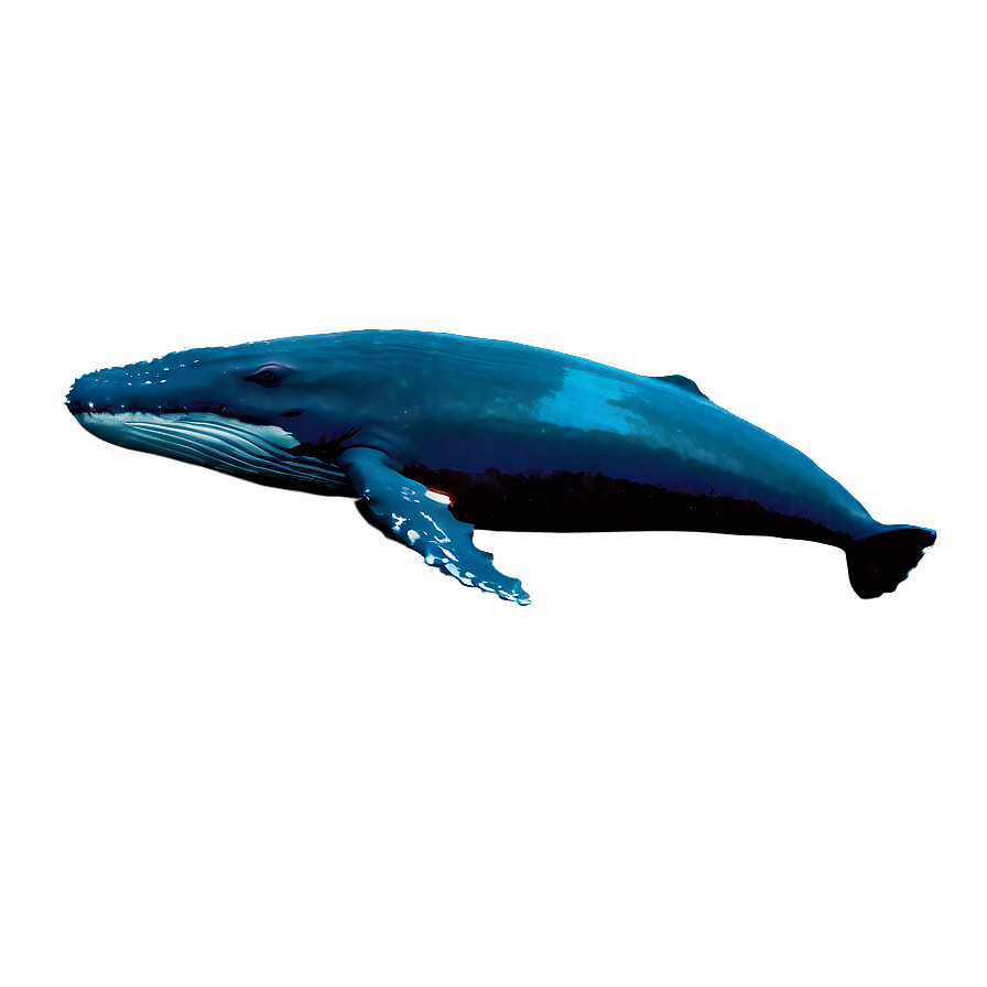 Whale Underwater Png Yjf