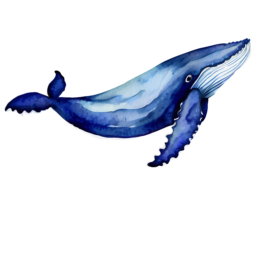 Whale Watercolor Png 51