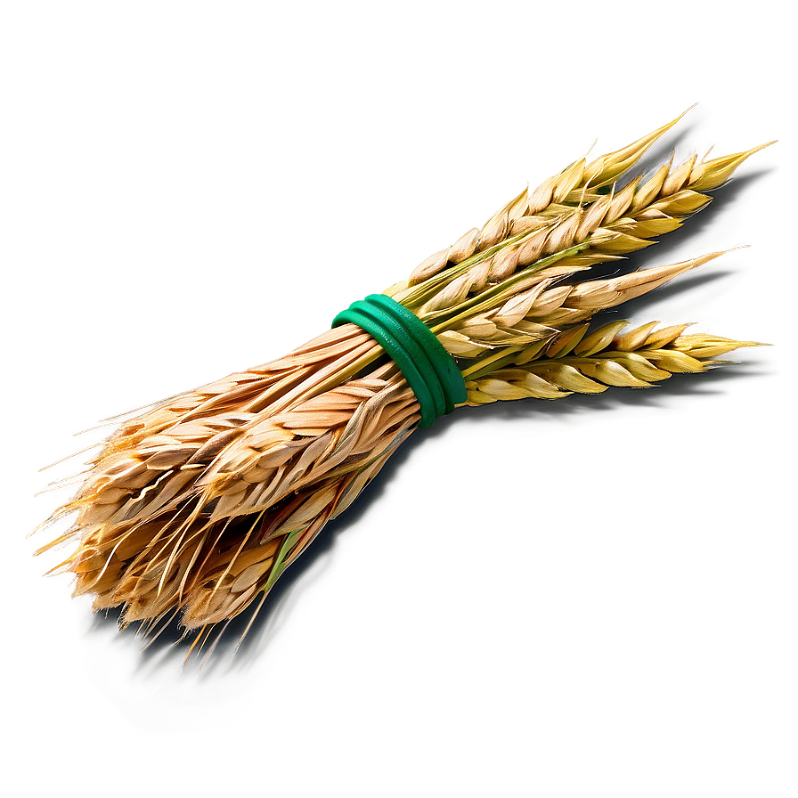 Wheat Bundle Tied Png 05252024