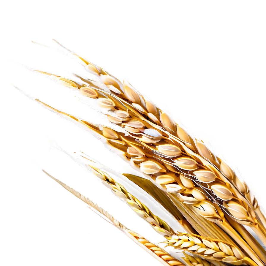 Wheat Field Aerial View Png 46