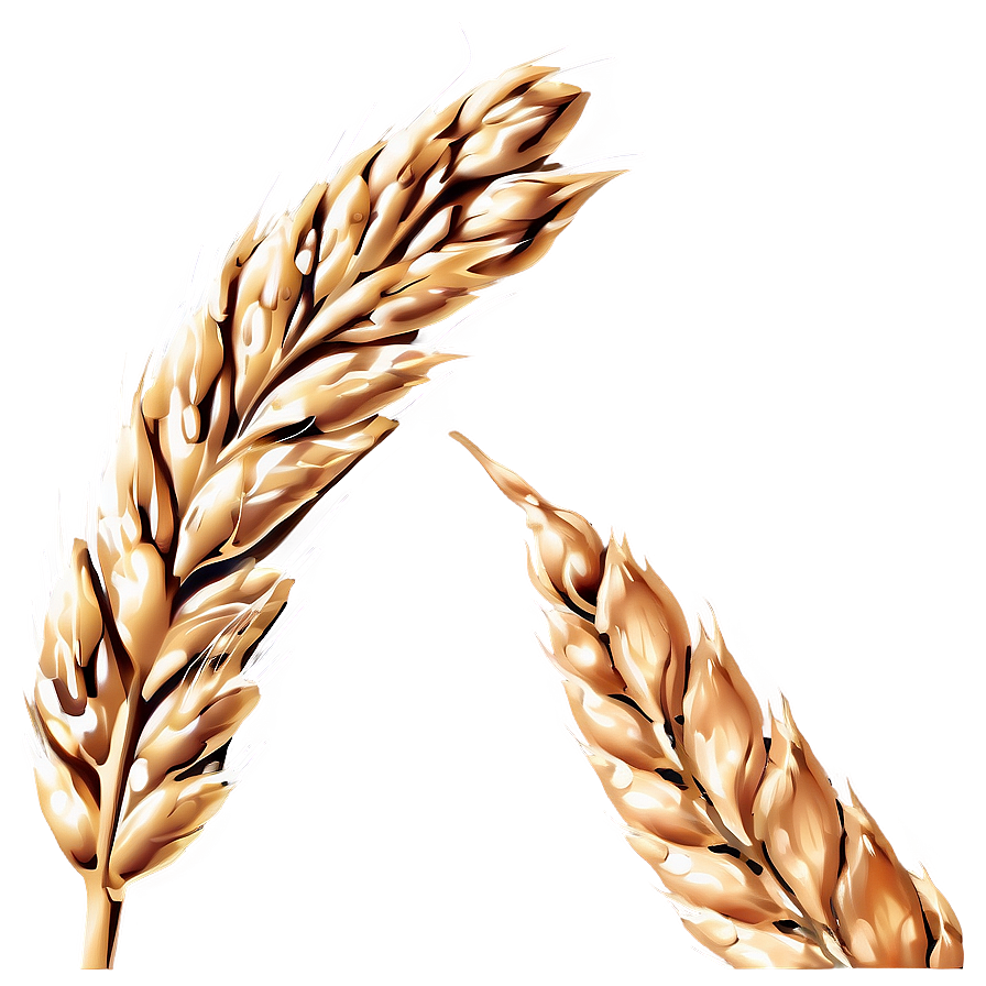 Wheat Grain Close-Up PNG kbr PNG with transparent background