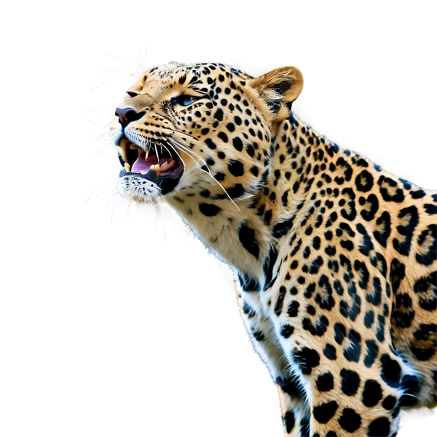 Whispering Leopard In Wind Png 44