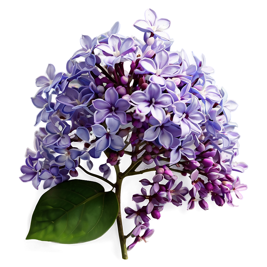 Whispering Lilac PNG 30 PNG with transparent background