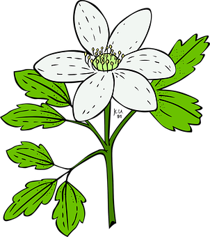 White Anemone Flower Illustration