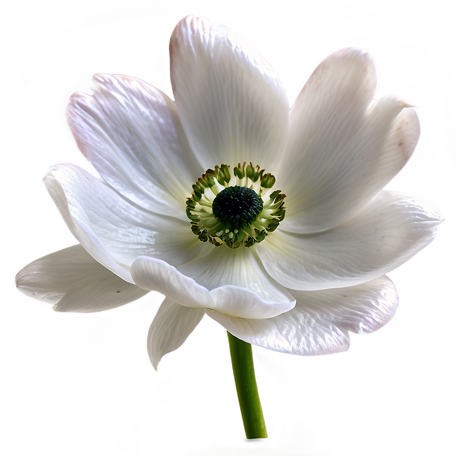 White Anemone Flower Png 65