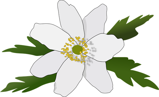 White Anemone Vector Illustration